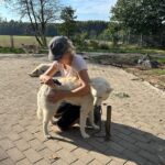 Husky Behandlung