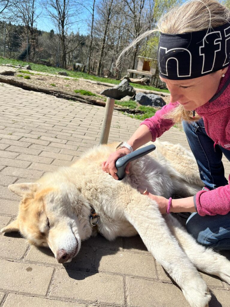 Hundephysio 4